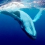Blue Whale