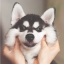 孤独な 狐