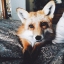 Евгения Косовская