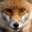 FoX​y FoXy ツツツ ☮