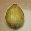 Арсений Калистратов