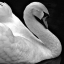 Hope Swan