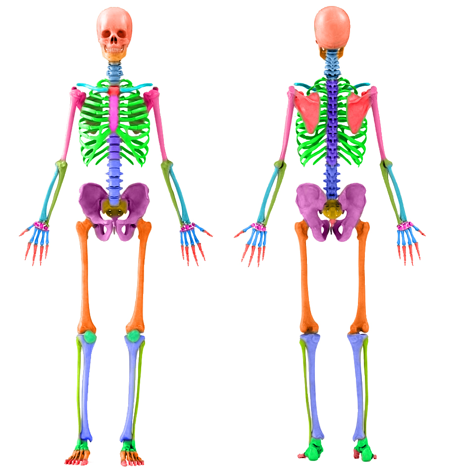 Три типа скелета. Скелет человека. Скелет человека для детей. Скелет человека для дошкольников. Скелет человека анатомия для детей.